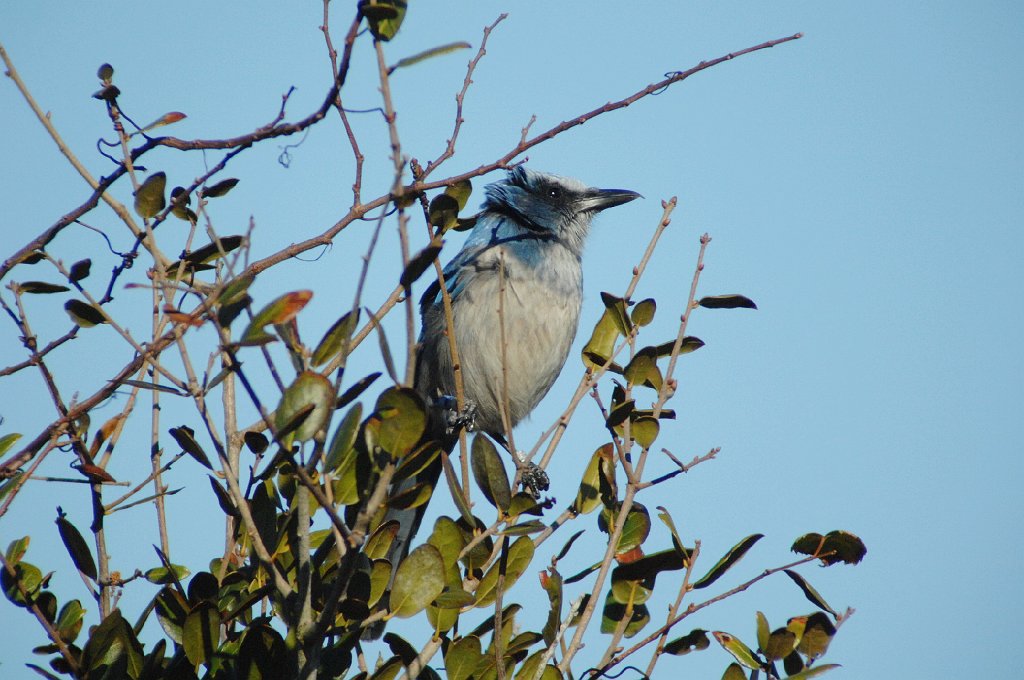 Jay, Florida Scrub, 2010-01125349 Merrit Island NWR, FL.JPG - Florida Scrub Jay. Scrub Ridge Trail, Merrit Island National Wildlife Refuge, FL, 1-12-2009